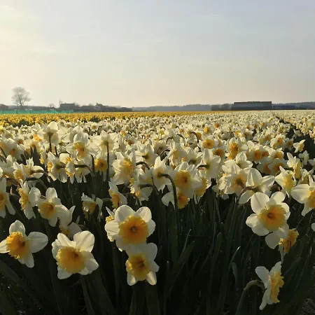 Duinvogel * Noordwijk