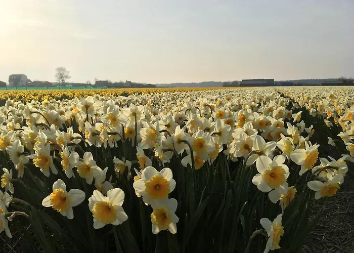 Duinvogel * Noordwijk